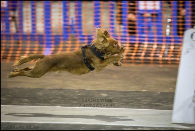 Flyball Dog